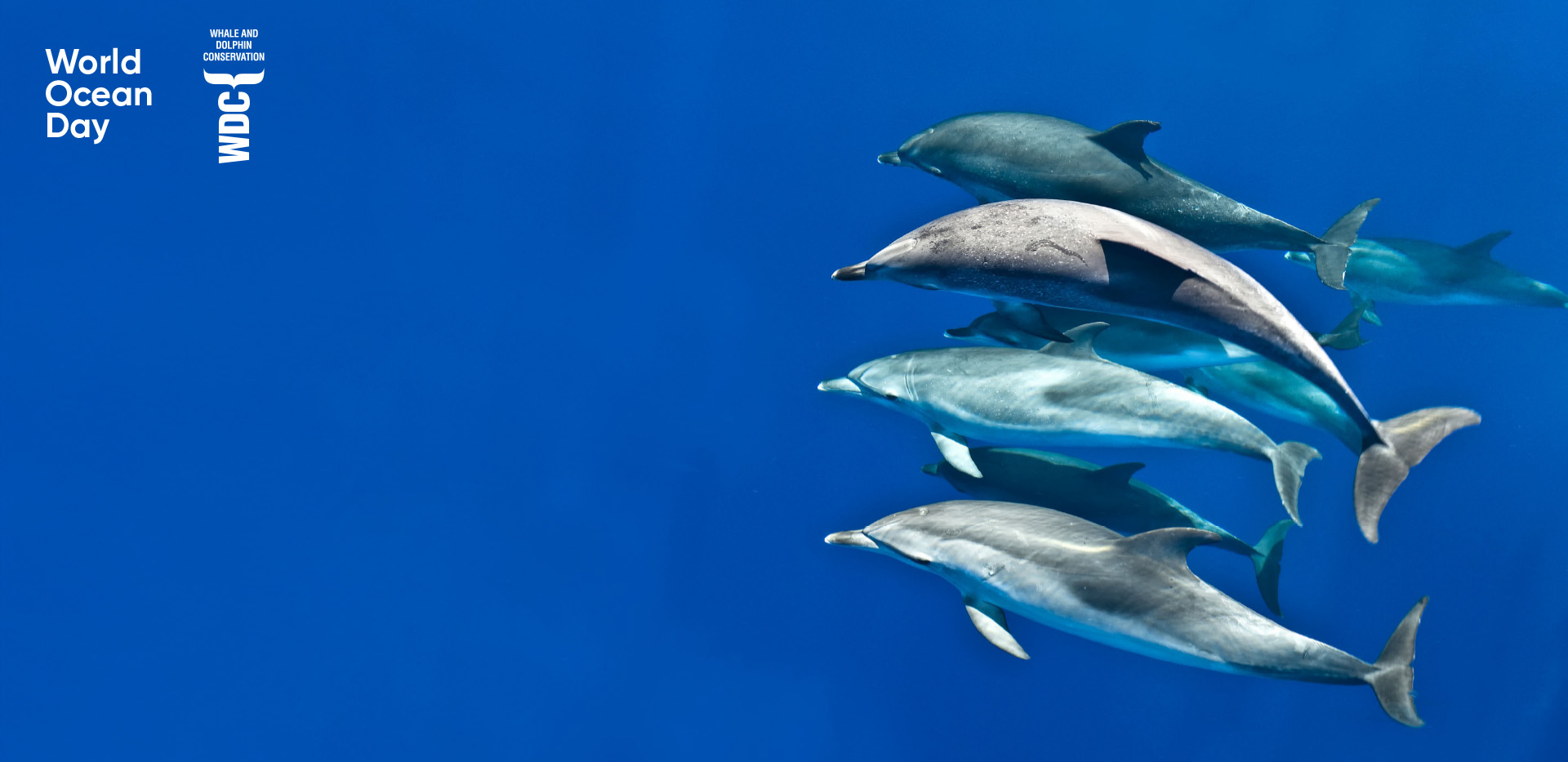 Gewinne eine Delfin-Patenschaft! (Delfine im Wasser)