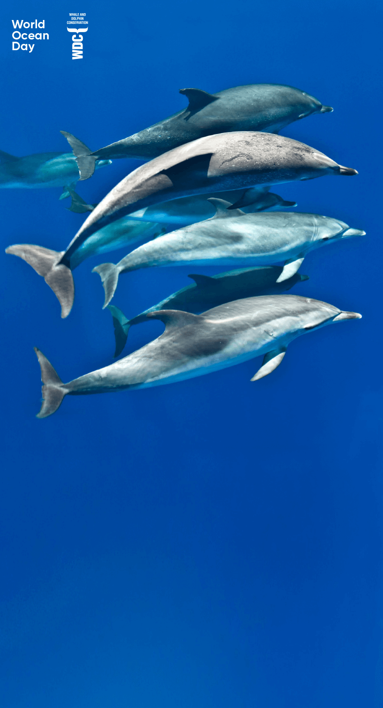 Gewinne eine Delfin-Patenschaft! (Delfine im Wasser)